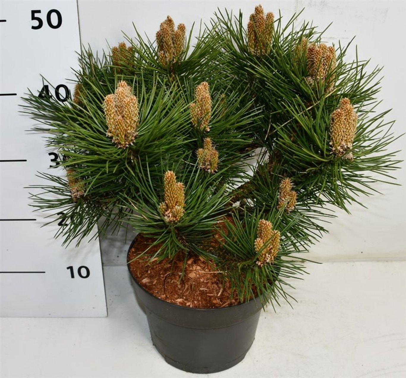 Pinus nigra 'Nana' - C5 30-40 CM